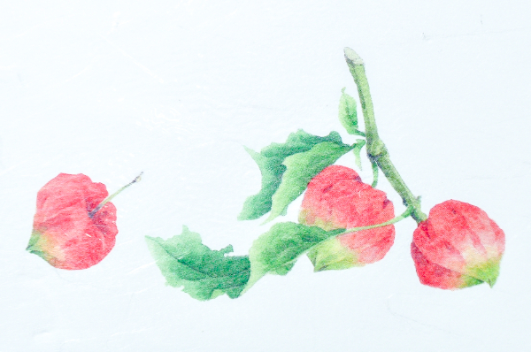 テーブルマット（ほおずき）413 (2)