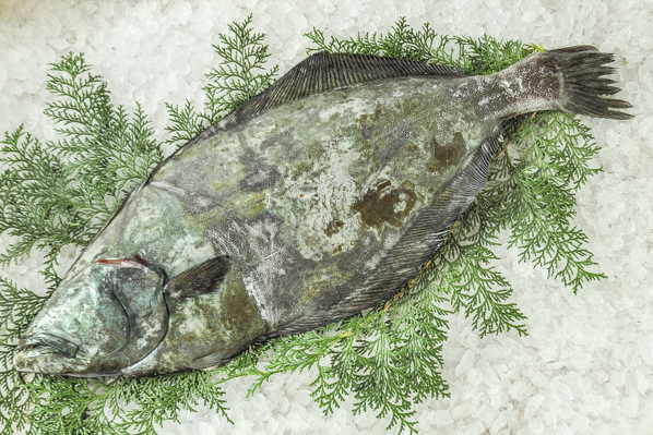 活〆カラスガレイ 定置網 八面六臂