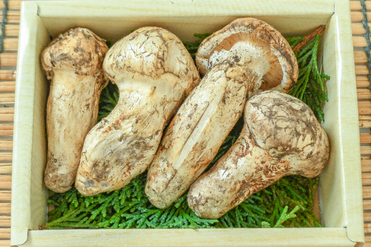 香茸 【業務用食材の仕入れなら八面六臂】