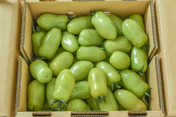 ミニトマト（グリーンプラム）（大）箱1kg