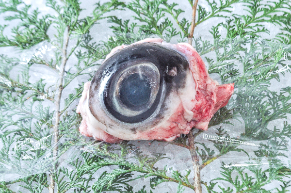 マグロの目玉