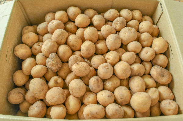 ニシユタカ（2S）箱10kg