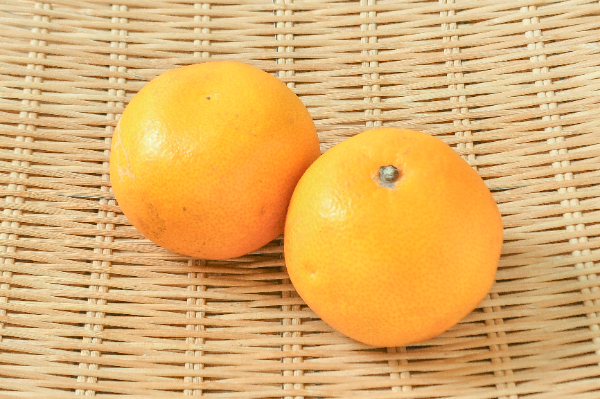 八朔（はっさく）（L） 【業務用食材の仕入れなら八面六臂】