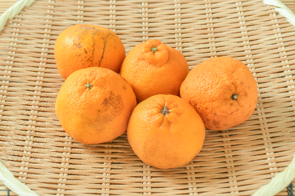 不知火（デコポン）（20玉サイズ） 【業務用食材の仕入れなら八面六臂】