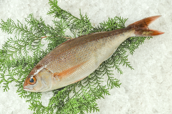 ヒメダイ オゴダイ 釣物 八面六臂