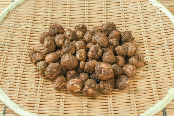 千葉県産 石川早生 里芋 種芋 Sサイズ 20kg 千葉県産 石川早生 里芋 種芋 Sサイズ 20kg 千葉県産 石川早生 里芋