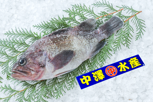 活〆マゾイ（刺網）