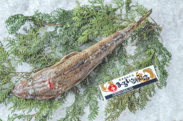 まるい鮮魚店　活〆ワニゴチ（千葉県館山市船形産）