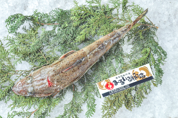 ワニゴチ（刺網）
