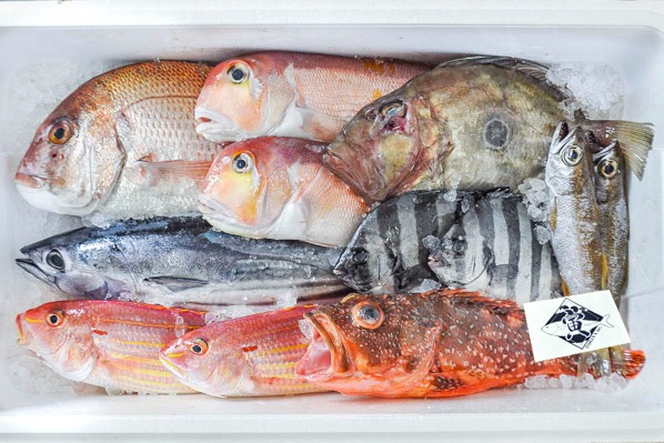 TORAYA　鮮魚BOX（愛媛県宇和島産）