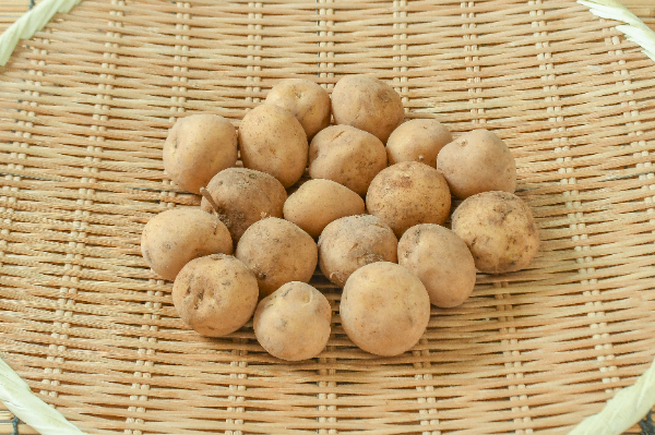 ニシユタカ（2S）