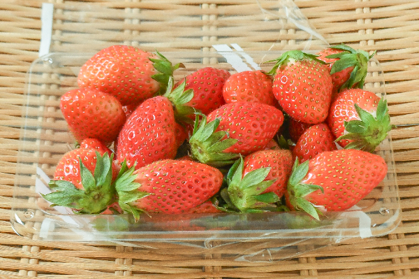 やよいひめ（M）