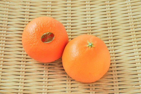紅まどんな（柑橘）（L）（15玉サイズ）（愛媛県産）