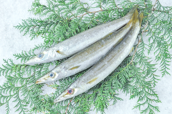 タイワンカマス