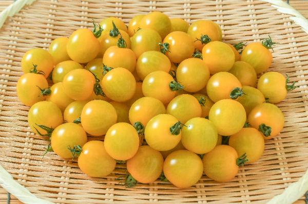ミニトマト（イエロー）1.5kg