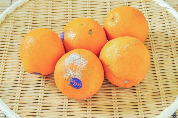 バレンシアオレンジ（加工用）