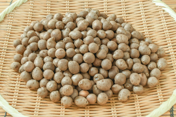 茨城県産 むかご 15kg むかご（L） 【業務用食材の仕入れなら八面六臂】