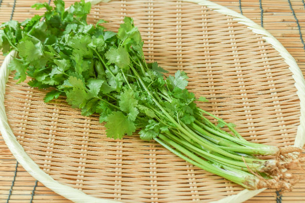 パクチー（香菜）（M）100gr