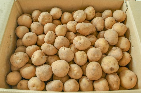 ニシユタカ（S）