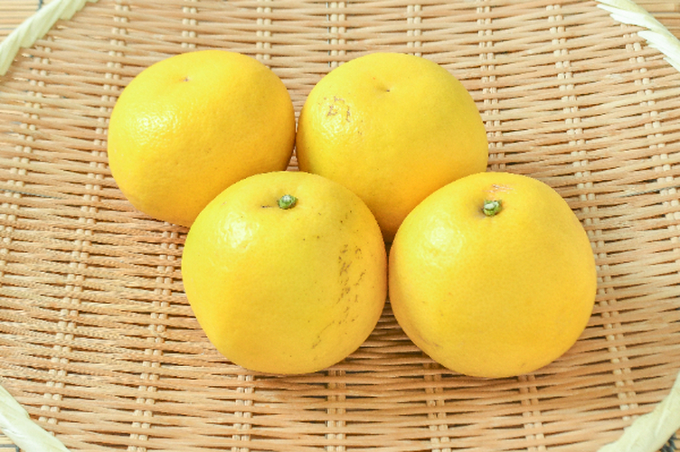 日向夏（L） 【業務用食材の仕入れなら八面六臂】