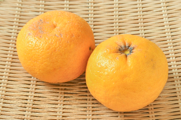 甘夏（3L）