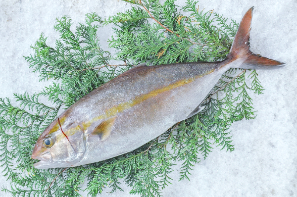 カンパチ（ショッコ）（釣物）