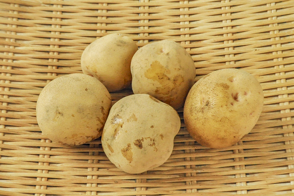 じゃがいも キタアカリ M 八面六臂