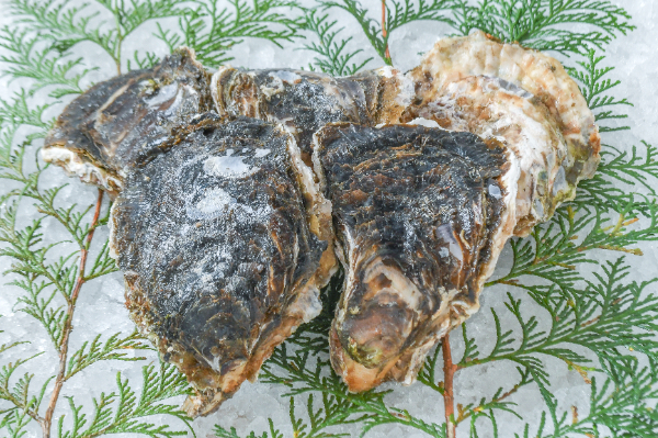 糸島サウンド（養殖）（約230-280gサイズ）（L）5個