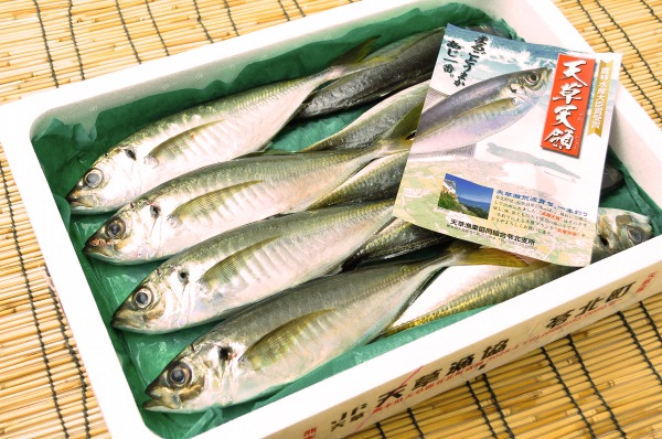 天領アジ（釣物）　【業務用食材の仕入れなら八面六臂】