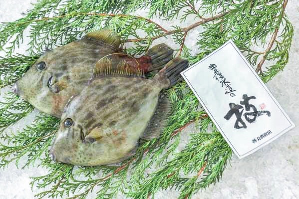 技　カワハギ（大分県佐伯産）