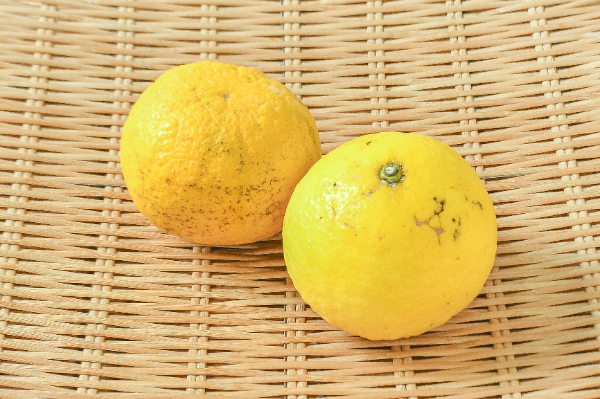 日向夏 【業務用食材の仕入れなら八面六臂】
