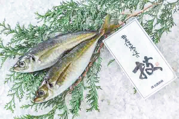 活〆マアジ（釣物）