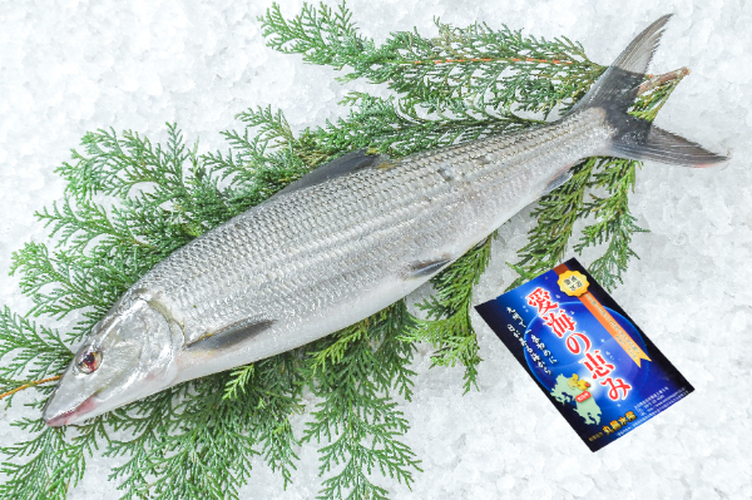 そや丸水産出品物 ソトイワシ 【業務用食材の仕入れなら八面六臂】