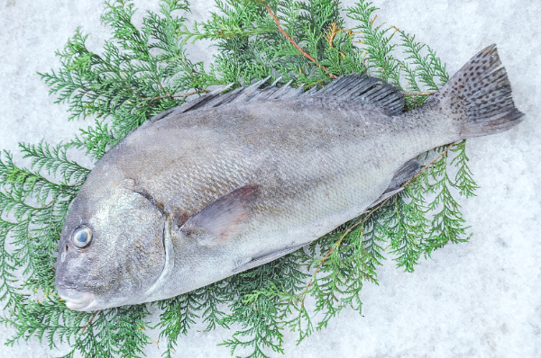 コショウダイ（釣物）