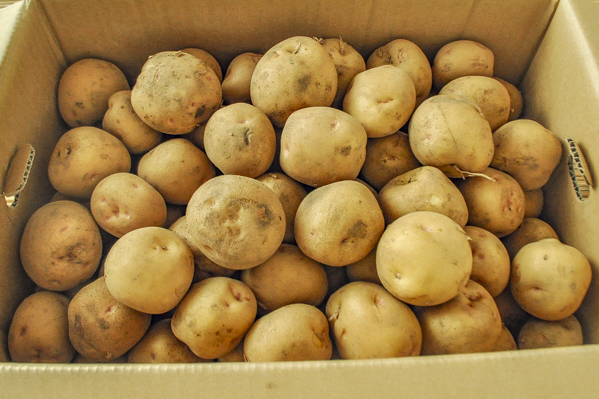 じゃがいも キタアカリ M 八面六臂