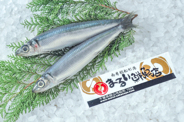 まるい鮮魚店　ウルメイワシ（千葉県館山市船形産）