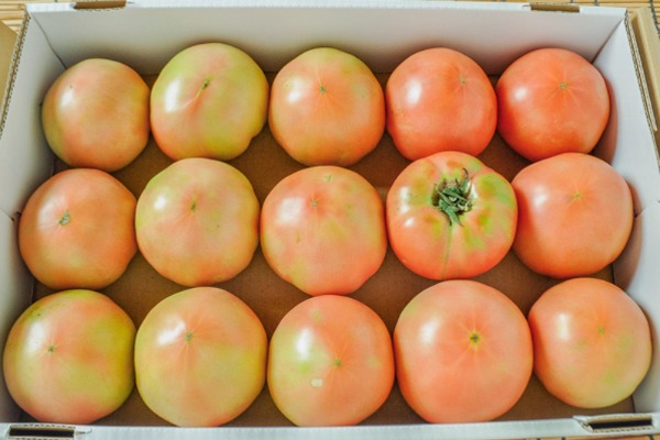 大玉トマト（2L）（14-15玉サイズ）箱4kg