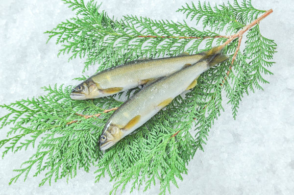 子持ちアユ（養殖）