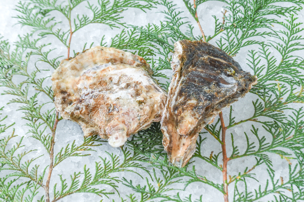 糸島サウンド（養殖）（L）