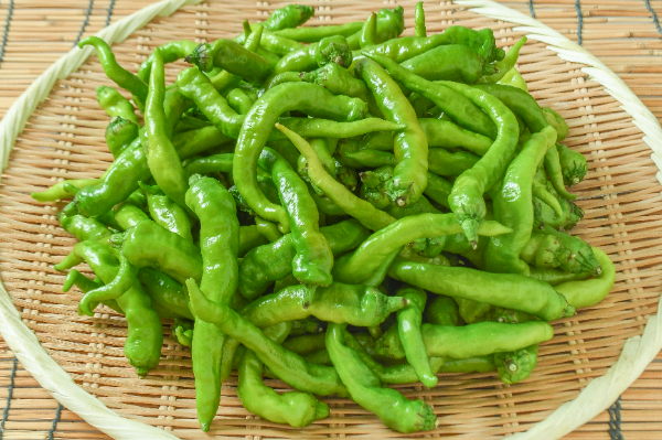 伏見甘長とうがらし（M）（良）1kg