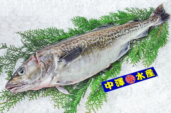 中澤水産　活〆マダラ