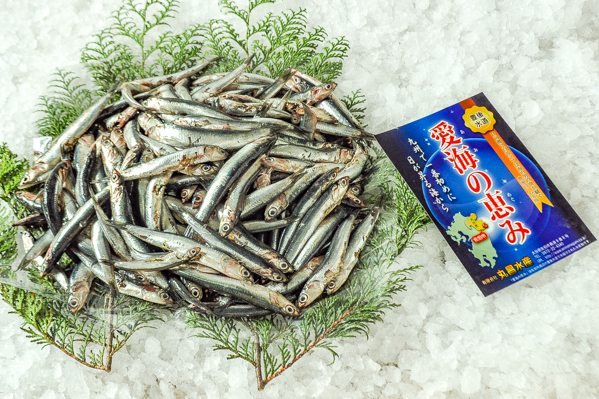 カタクチイワシ 定置網 八面六臂