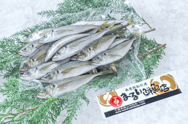 まるい鮮魚店　小アジ　1kg（千葉県館山市船形産）