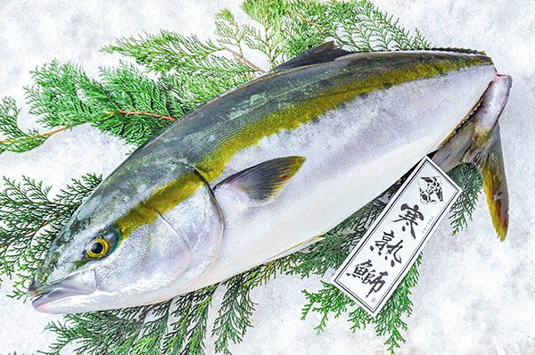 （TORAYA）寒熟鰤　丸（愛媛県宇和島産）