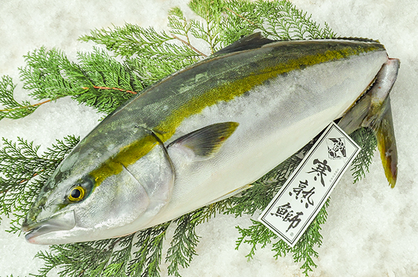 活〆神経抜き寒熟鰤 八面六臂