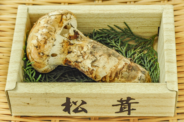Amazon | 松茸 国産松茸 蕾・軸太 大型極上品 200g 会津産・岩手