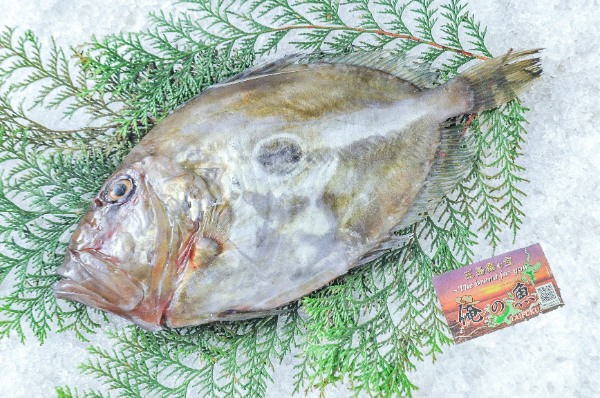 活〆マトウダイ（定置網）