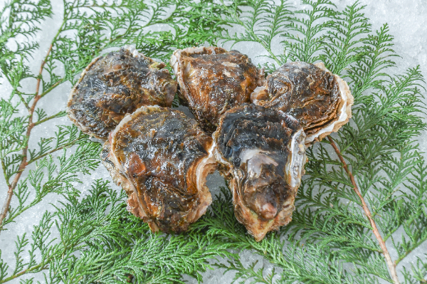 米崎岩牡蠣　曙（養殖）（約150-200gサイズ）（S）5個