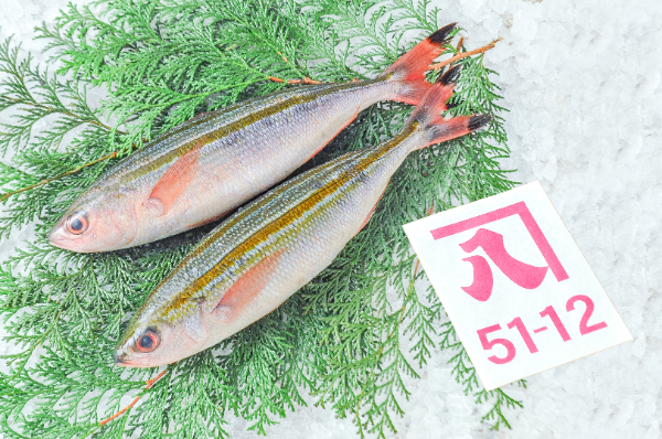 かねはち　タカサゴ（グルクン）（静岡県沼津産）