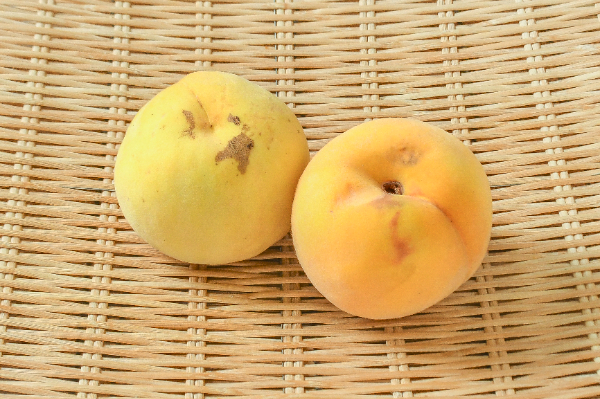 黄金桃（ゴールデンピーチ）（18玉サイズ）（優）